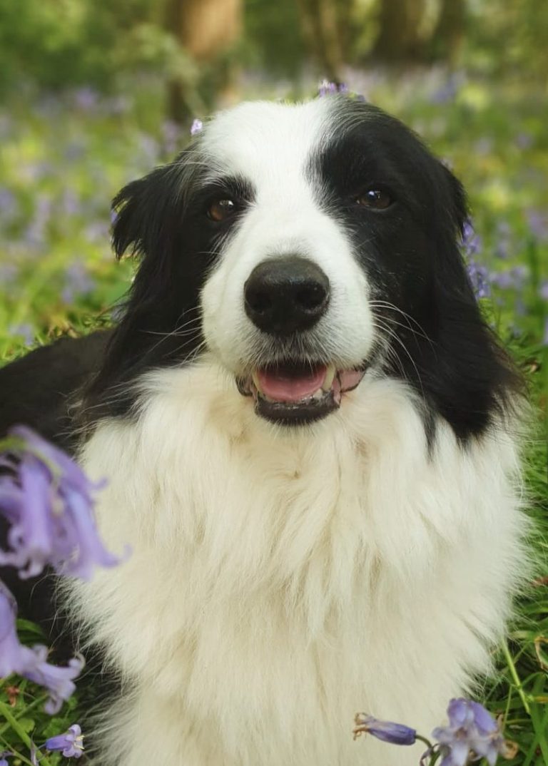 Happy dog photo Happy looking dog, confident and relaxed.